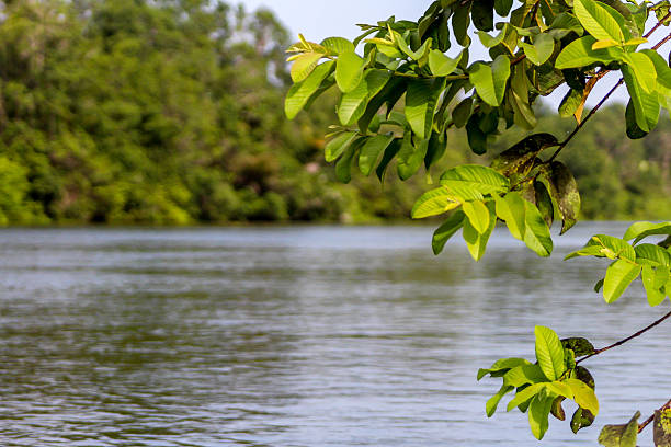 istock African jungle, Angola 508183060