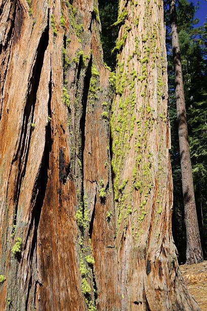 istock Giant Sequoia, Yosemite National Park 508183172