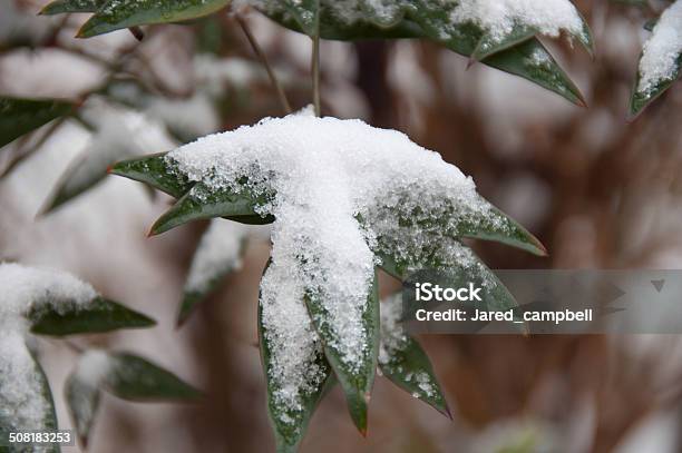 雪の Leafes - カラフルのストックフォトや画像を多数ご用意 - カラフル, カラー画像, バイタリティ