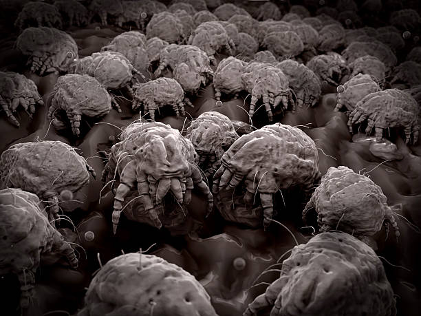 Dust mites stock photo