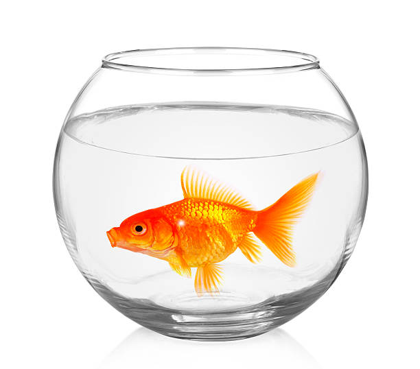 istock Goldfish in aquarium isolated on white 508183634