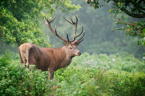 Red Deer (Cervus elaphus) stag in forest