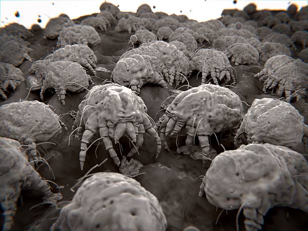 Dust mites, allergens stock photo