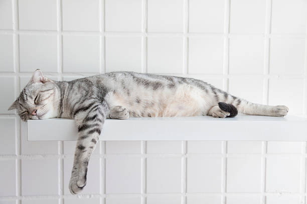 cute cat sleeping on the platform in the house