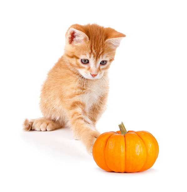 istock Cute orange kitten playing with a mini pumpkin on white. 508185109