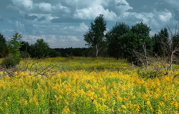 istock Yellow flowers on a green meadow 508185466