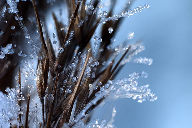 istock the crystals on the plant 508185494