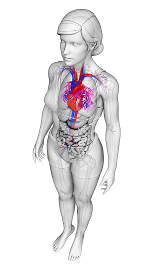 Illustration of Female heart anatomy