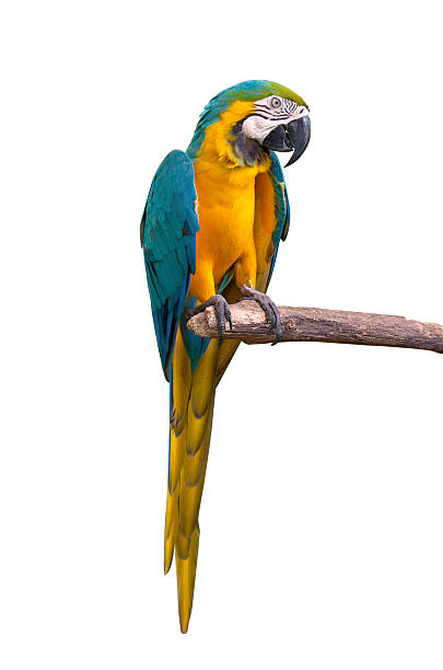 istock Parrot macaw beautiful colors in safari. 508185835