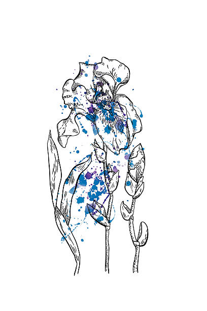 декор вид: ирис, нарисованными акварельными пятнами - iris ink and brush sign flower stock illustrations