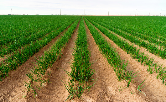 California grows crops year round and here are green onions thriving in January