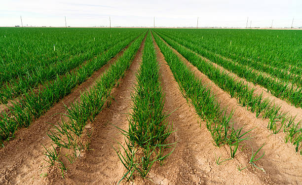 Farmer's Field Green Onions California Agriculture Food Grower stock photo