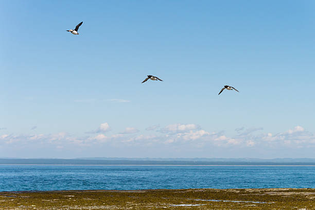 Birds flying over the sea Atlantic puffin and razorbills flying over the sea near an island. north quebec stock pictures, royalty-free photos & images