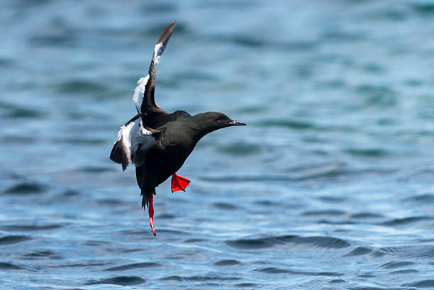 guillemot Guillemot landing on water. north quebec stock pictures, royalty-free photos & images