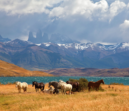 Chilean Andes. Fabulous lake Laguna Azul. Distance are seen three rocks Torres del Paine.  On the lake herd of horses grazing