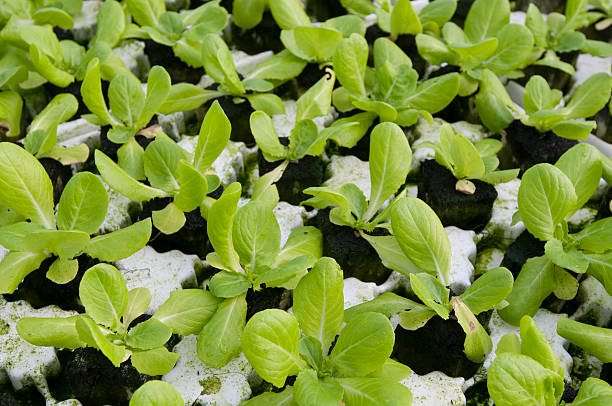 lettuce stock photo
