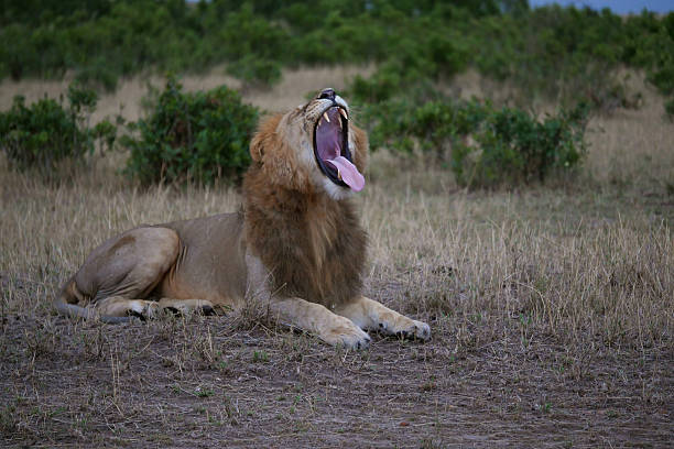 istock Lion yawning in the Masai Mara, Kenya 508187478