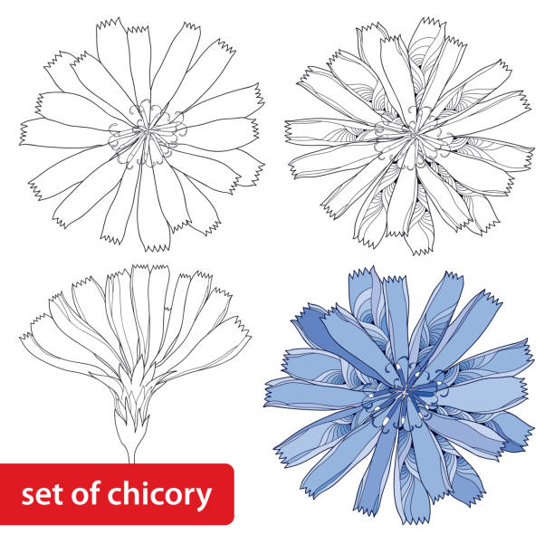 zestaw cykoria kwiat odizolowane na białe tło. - succory stock illustrations