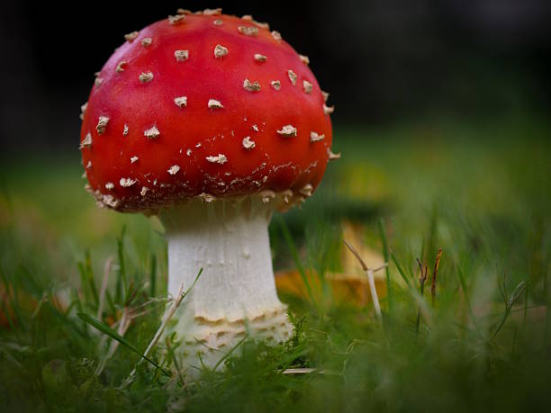 istock Amanita muscaria 508187756