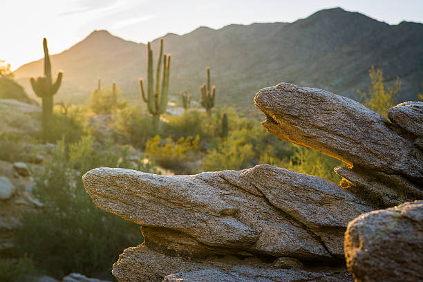 걷고 사우스 마운틴 파크 - hiking sonoran desert arizona desert 뉴스 사진 이미지