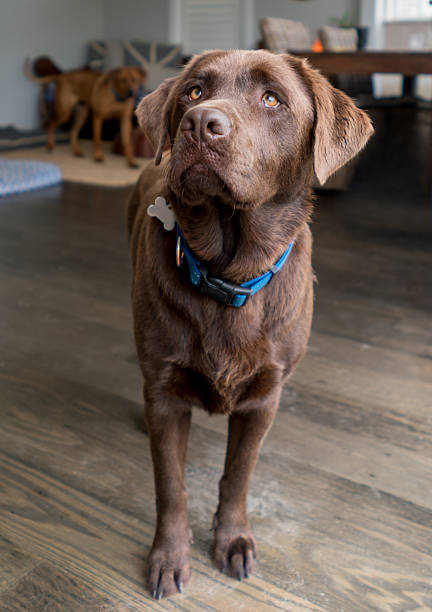 istock Beautiful dog looking alert 508188668
