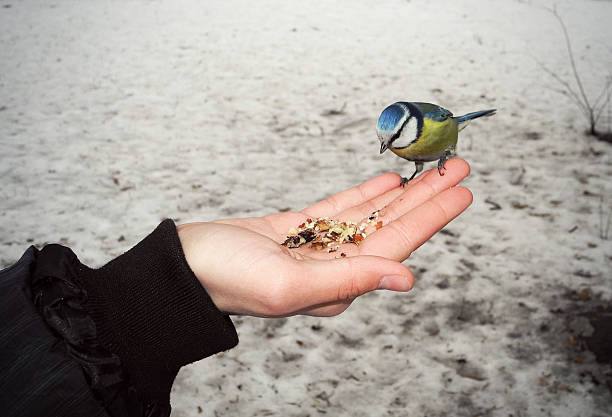 The bird Eurasian blue tit (Cyanistes caeruleus). Feeding from hand.