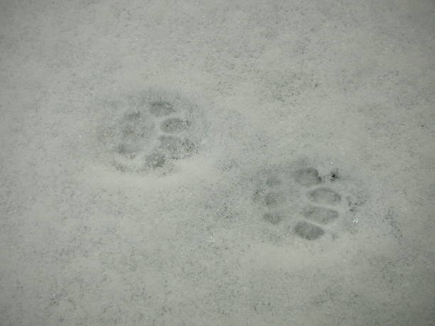 Paws in the snow stock photo