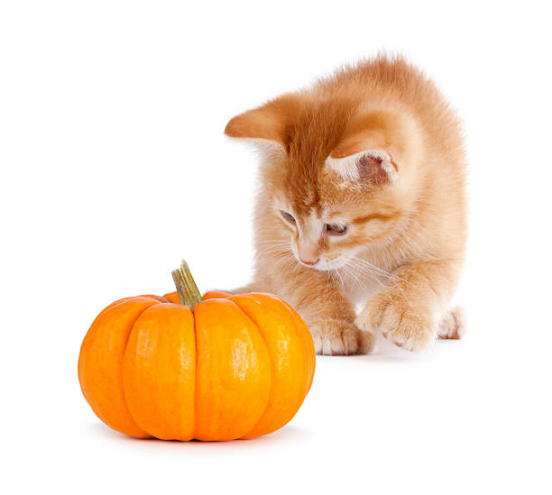 istock Cute orange kitten playing with a mini pumpkin on white. 508189109