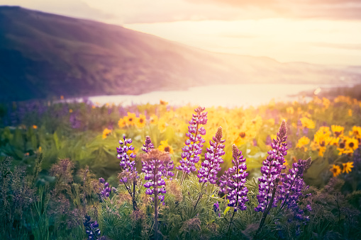 Purple lupine and golden balsamroot wildflowers in the low morning sunshine of a Columbia Gorge Sunrise in the Pacific Northwest. High resolution color photograph taken on the Oregon side of the Columbia River, looking toward Washington state, across the Columbia River. No people in image. Horizontal composition.