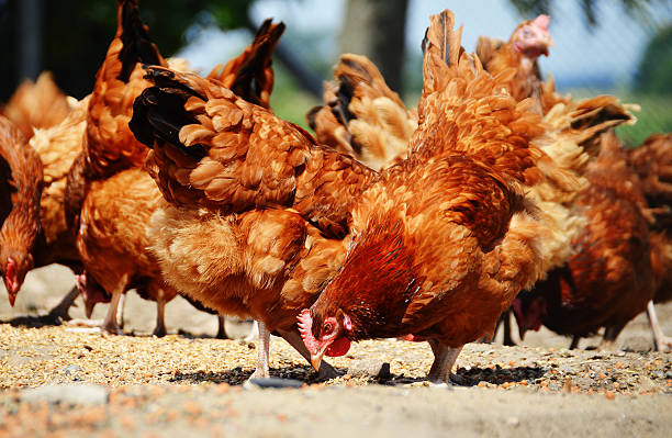 istock Chickens on traditional free range poultry farm 508189143