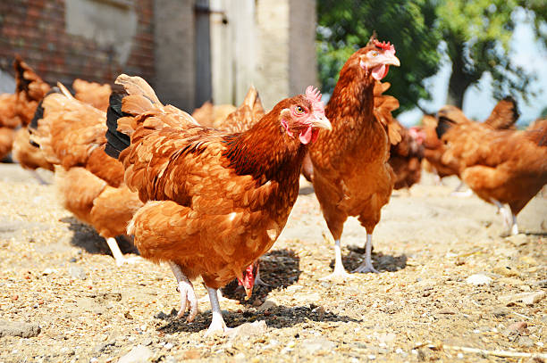 istock Chickens on traditional free range poultry farm 508189155