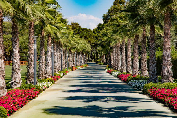 Rows of palm trees along road in a park