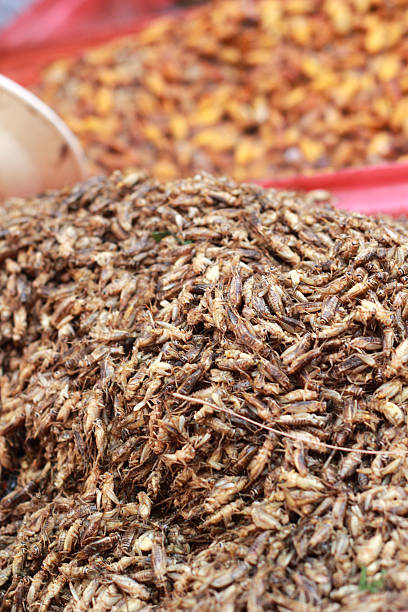 istock close up of fried insect 508189449