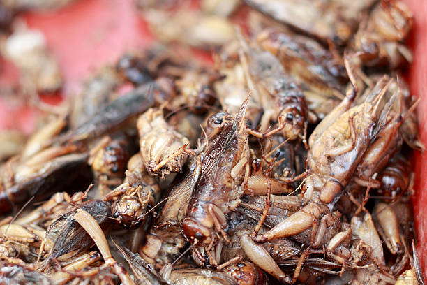 istock close up of fried insect 508189455