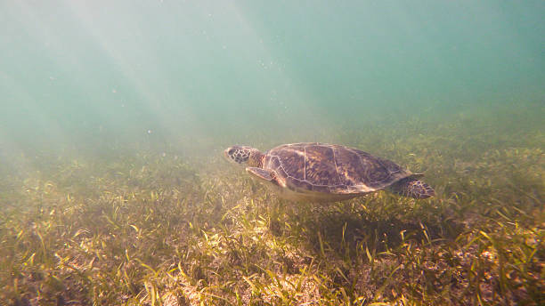 istock Swim of a Turtle 508189918