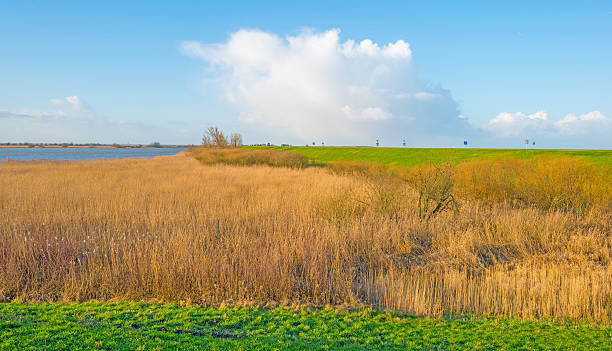 istock Shore of a lake below a blue cloudy sky 508191510
