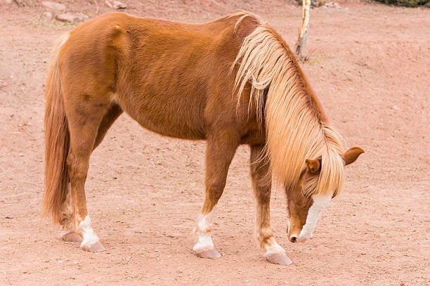 Beautiful horse portrait with blonde mane