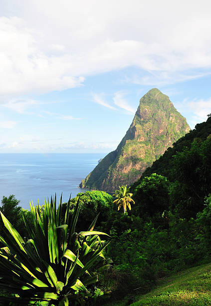 istock Agave plant gives away to Piton Petite 508192622