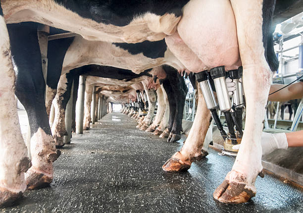 row of cows being milked