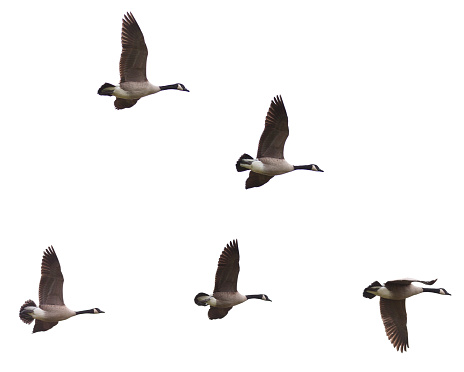 Group of Canada Goose (Branta canadensi) flying in formation on a white background
