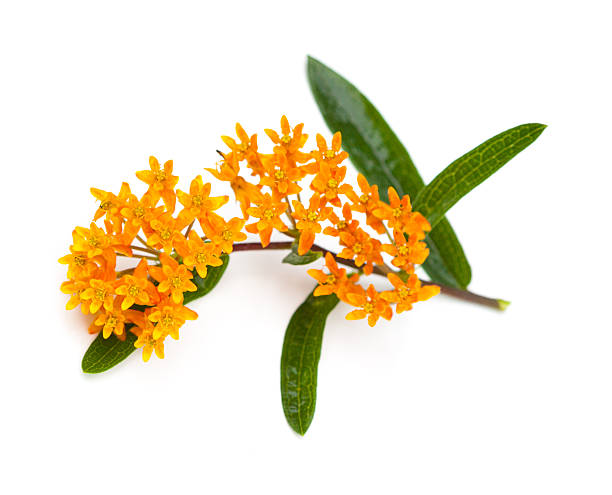 istock Butterfly Milkweed on a White Background 508194742