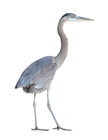 Great Blue Heron (Ardea herodias) on a white background with a clipping path