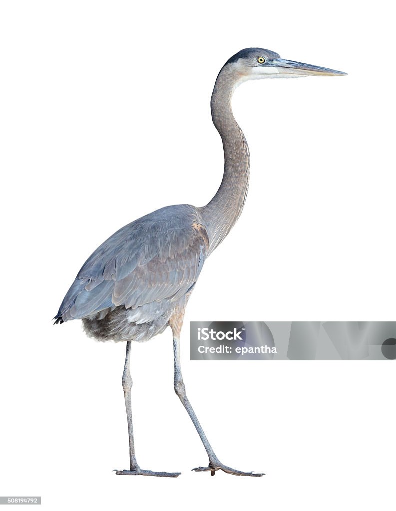 Great Blue Heron with Clipping Path Great Blue Heron (Ardea herodias) on a white background with a clipping path Great Blue Heron Stock Photo