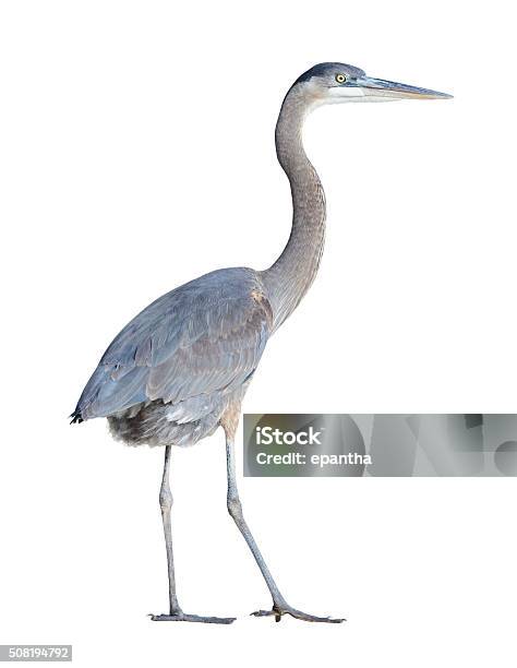 Great Blue Heron With Clipping Path Stock Photo - Download Image Now - Great Blue Heron, White Background, Cut Out