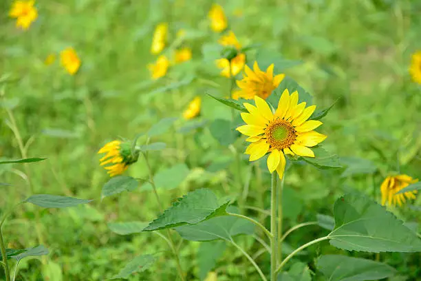 Sunflowers are large flowers with yellow petals