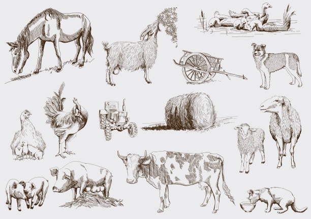 ilustrações, clipart, desenhos animados e ícones de animais de fazenda - pig silhouette animal livestock