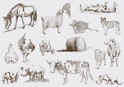 farm animals. set of vector sketches on a white background