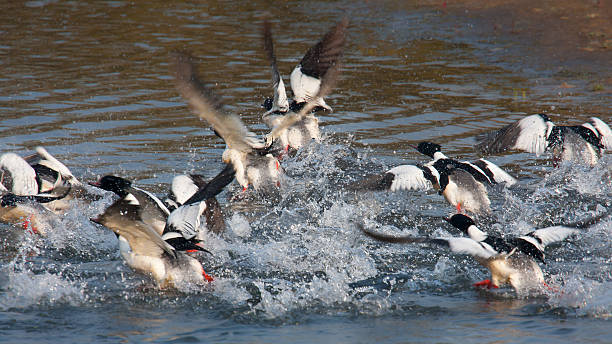 istock Common merganser water birds in Bardia, Nepal 508195303