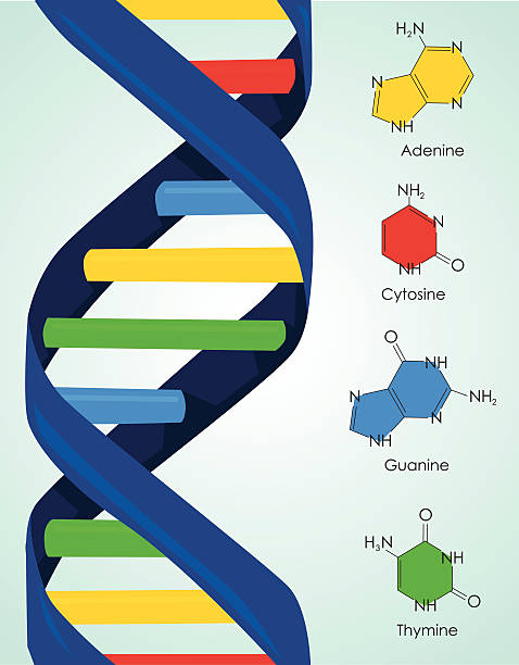 dna - nucleotides stock illustrations