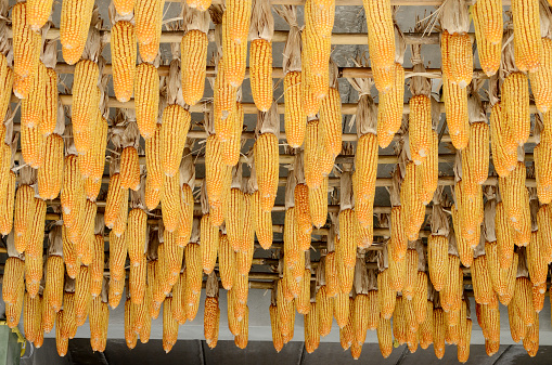 Hanging corn on ceiling, Agriculture concept